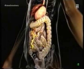 El segundo cerebro: Sistema enterico y microbiota intestinal