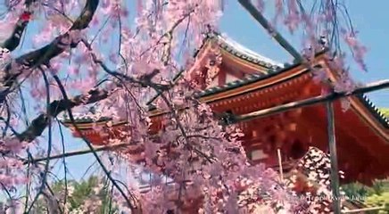 ĐÂY  LÀ TỪ BI TÂM LÀ LÒNG THƯƠNG XÓT LOÀI VẬT