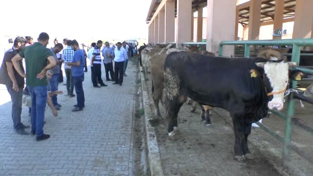 Hayvan Pazarında Kurbanlık Alışverişleri Devam Ediyor