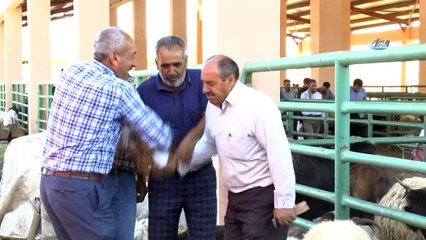 Hayvan pazarında kurbanlık alışverişleri devam ediyor