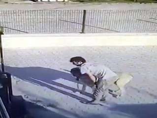 Malaklı Cinsi Çoban Köpeğini Böyle Çaldı
