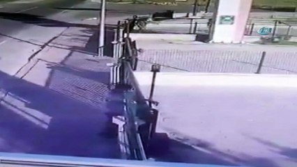 Malaklı cinsi çoban köpeğini böyle çaldı