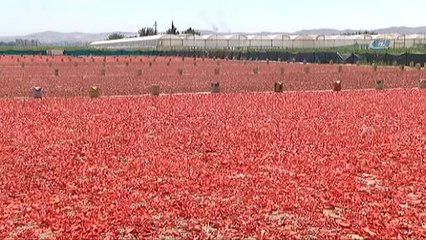 Şanlıurfa'da İsotun Üretim Serüveni Başladı