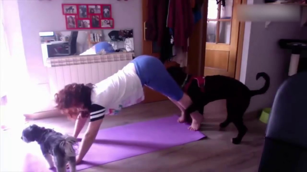 Komik Hayvan Videoları | Funny Animal Videos