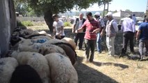 Doğu Anadoluda Kurban Pazarlarında Hareketlilik - Kars