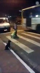 Когда собака умнее большинства людей