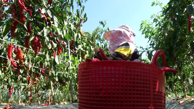 폭염 이겨내는 농촌...산과 계곡, 막바지 피서객 몰려 / YTN