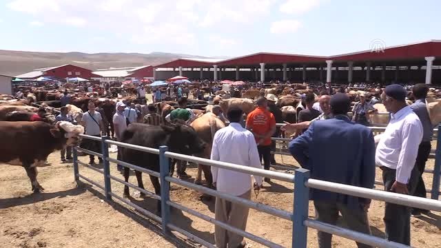 Doğu Anadolu'da Kurban Pazarlarında Hareketlilik - Erzurum