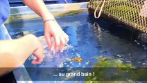 Un refuge pour poissons rouges abandonnés à l'Aquarium de Paris