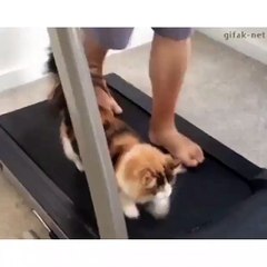 My cat likes to run with me on the running machine
