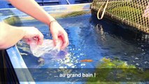 Un refuge pour poissons rouges abandonnés à l'Aquarium de Paris