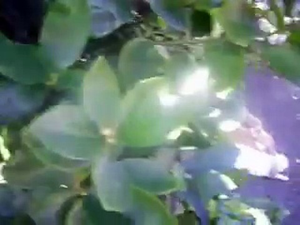 My bunnys first babies!