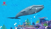 La Ballena Azul Canción Infantil | ChuChuTV Mundo Marino | Canciones de Animales para Niño