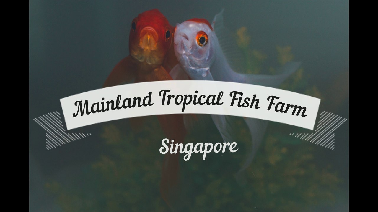 Mainland Tropical Fish Farm ,  Singapore