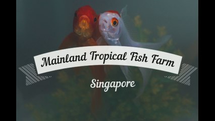 Mainland Tropical Fish Farm ,  Singapore