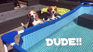TURN YOUR POOL INTO A BALL PIT : Louie The Beagle