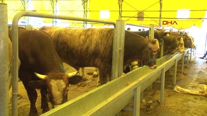 Kurban Pazarında Hareketlilik Devam Ediyor