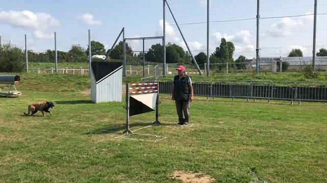 Concours canin : épreuves du ring pour Jorka, femelle malinois de 4 ans