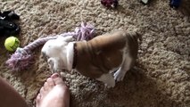 Baby Bulldog Throws An Adorable Temper Tantrum