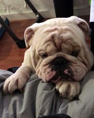 Bulldog bargains for spot on owner's bed