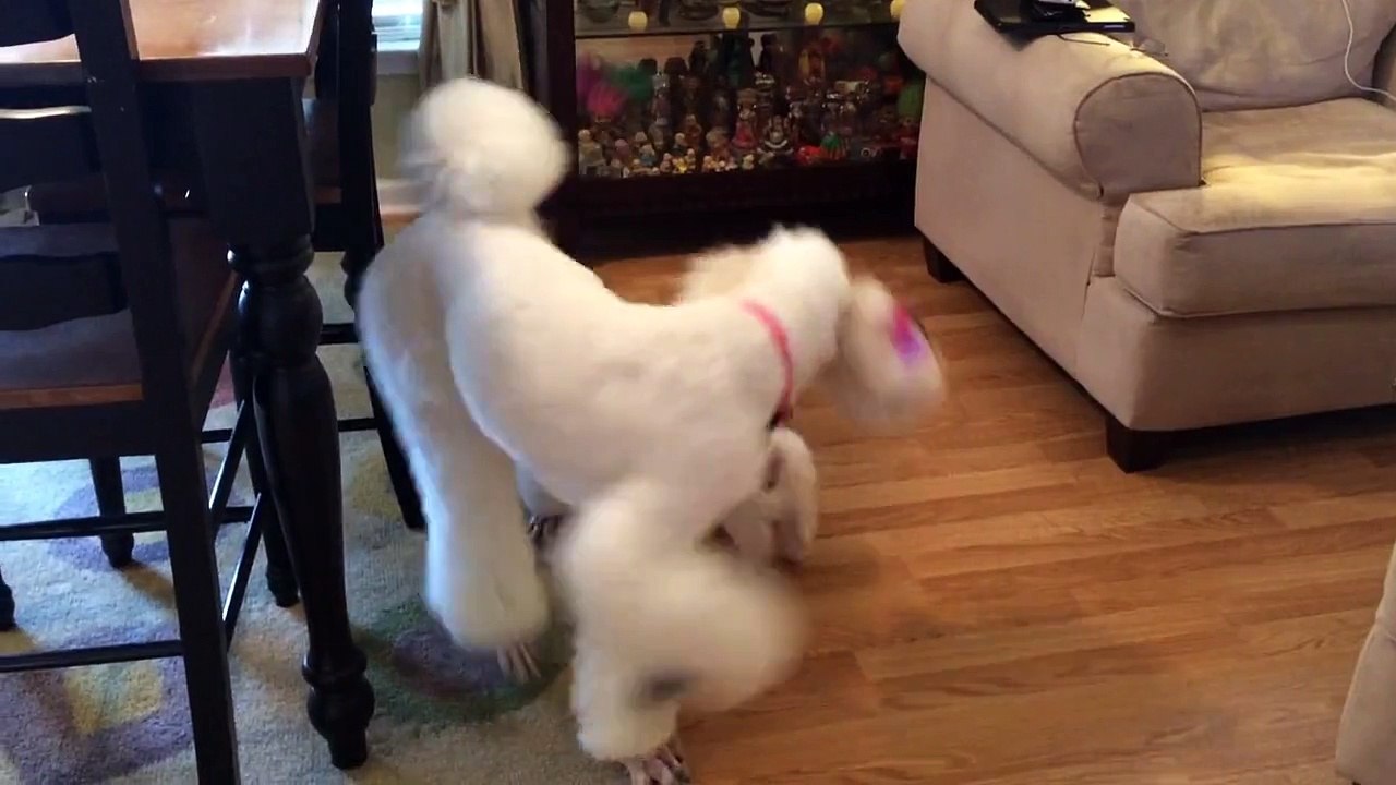 New puppy addition not intimidated by giant poodle