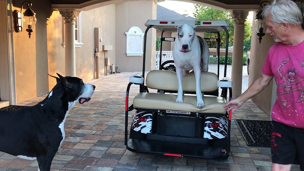 Stubborn Great Dane throws temper tantrum video Dailymotion