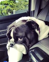 Tired Bulldog Tries To Steal Sip Of Owner's Coffee
