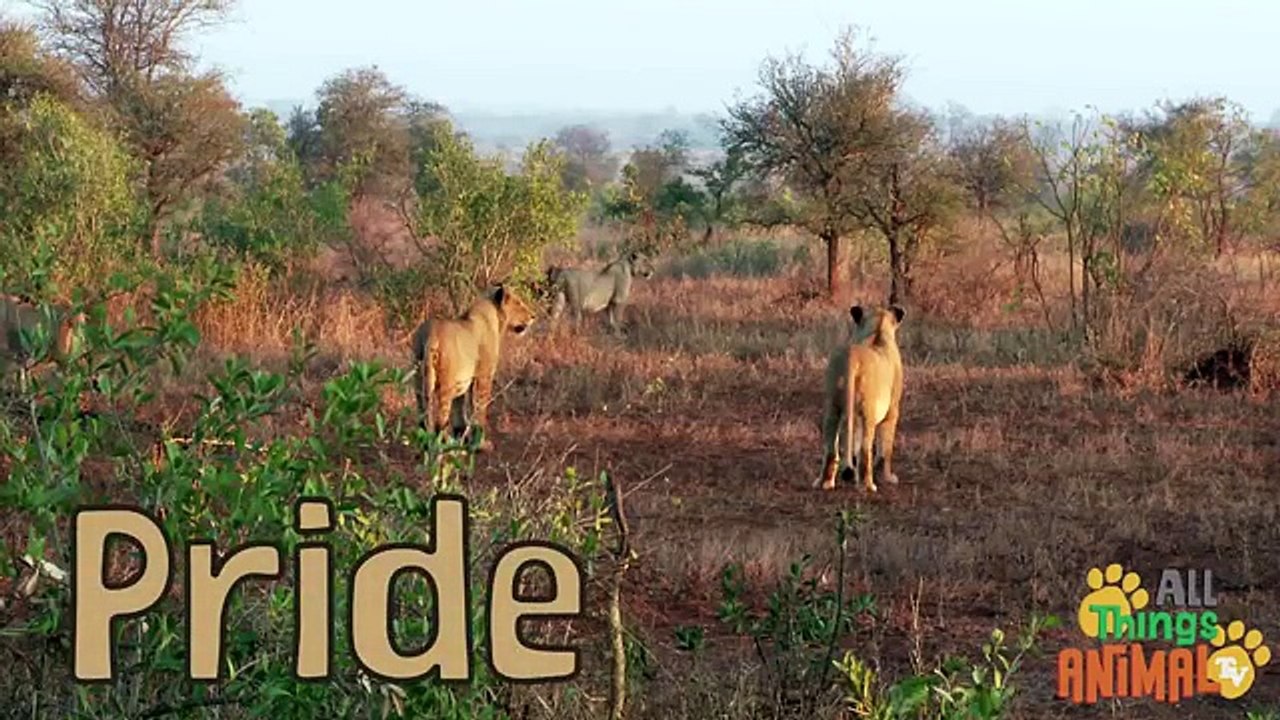 AFRICAN ANIMALS | Animals playlist for children. Kids videos. Kindergarten | Preschool lea