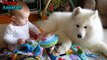 Samoyed Dog and Baby and wonderful moments - Dog Loves Baby Compilation