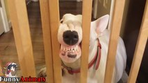 TRY NOT TO LAUGH or GRIN: Funny and Cute Bull Terrier Videos Compilation 2017