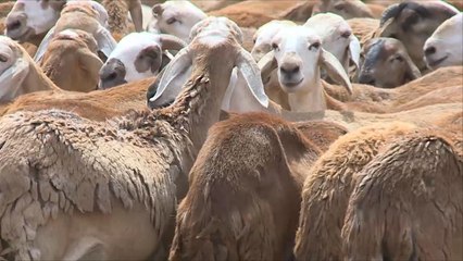 الاقتصاد والناس- اقتصادات عيد الأضحى وتكاليفه بالعالم العربي
