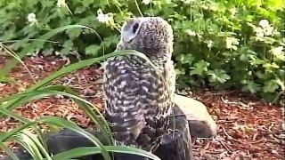 Baby owl learnes to fly