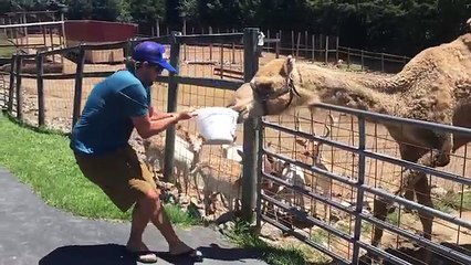 Funniest Pets of the Week Compilation August new | Funny Pet Videos