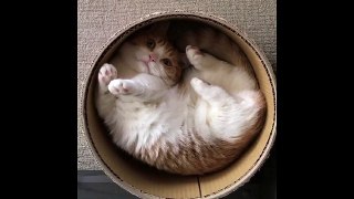 Cute Cats compilation  2018 | Cute Cats Compilation 2018 |Cats Doing Funny & Cute Things 2018  Funny Cat Vines compilation Funny cat compilation 2018