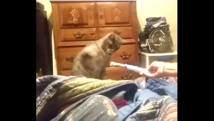 Cutest Cats Compilation 2018  Funny Cat Videos  Viral Humor