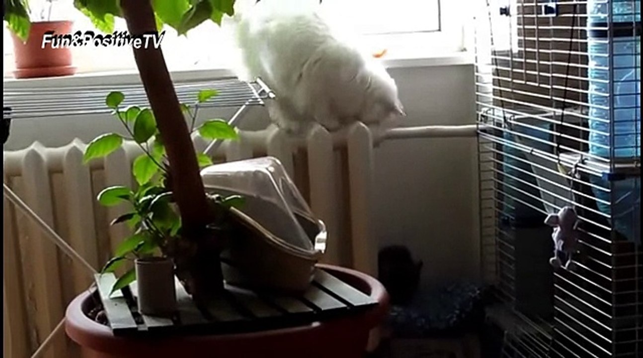 CHINCHILLAS vs CATS Friendship Forever - Cutest Chinchilla And Funny Cat Videos Compilation 2018