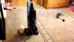 Funny Cats Afraid Of Vacuums - HILARIOUS Animal Video Compilation 2018