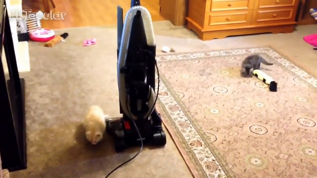 Funny Cats Afraid Of Vacuums HILARIOUS Animal Video Compilation 2018