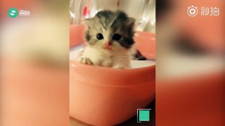 Hot Cats   Funny Cat Video Compilation 2018