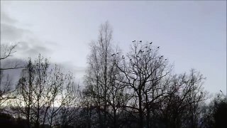 A lot of Carrion Crows arriving at their sleeping tree / Rabenkrähen fliegen zu ihrem Schl