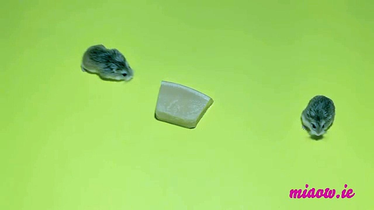 Play this video for your cat and await the FUNNY! Telekat: Videos for cats to watch