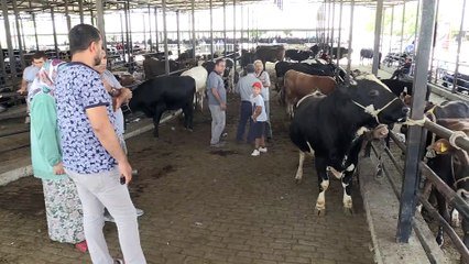 Bin 200 kilogramlık 'Cengizhan'ı alana koç hediye - AYDIN