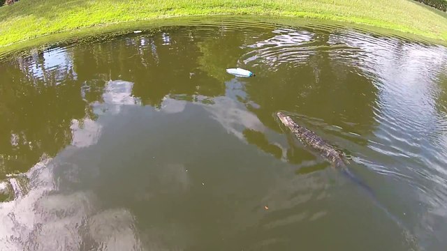 Alligator vs Bateau radiocommandé