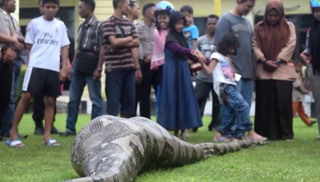Un python de 6m en pleine digestion découvert en inde