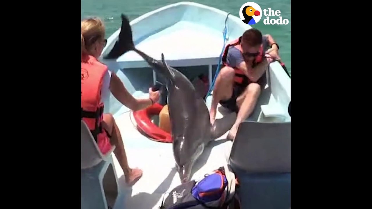 Un dauphin saute à bord d'un bateau