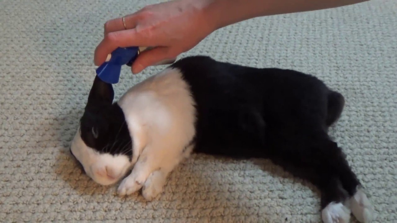 Il réveille son lapin à coup de corne de brume