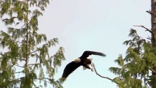 Bald Headed Eagle catches salmon