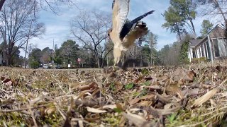Squirrel vs Hawks #2 WARNING: Graphic audio, not for squeamish