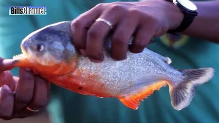 BIGGEST PIRANHA Amazon River Monsters
