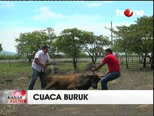 Musim Kemarau di Liberia, Hewan Ternak Mati Dehidrasi